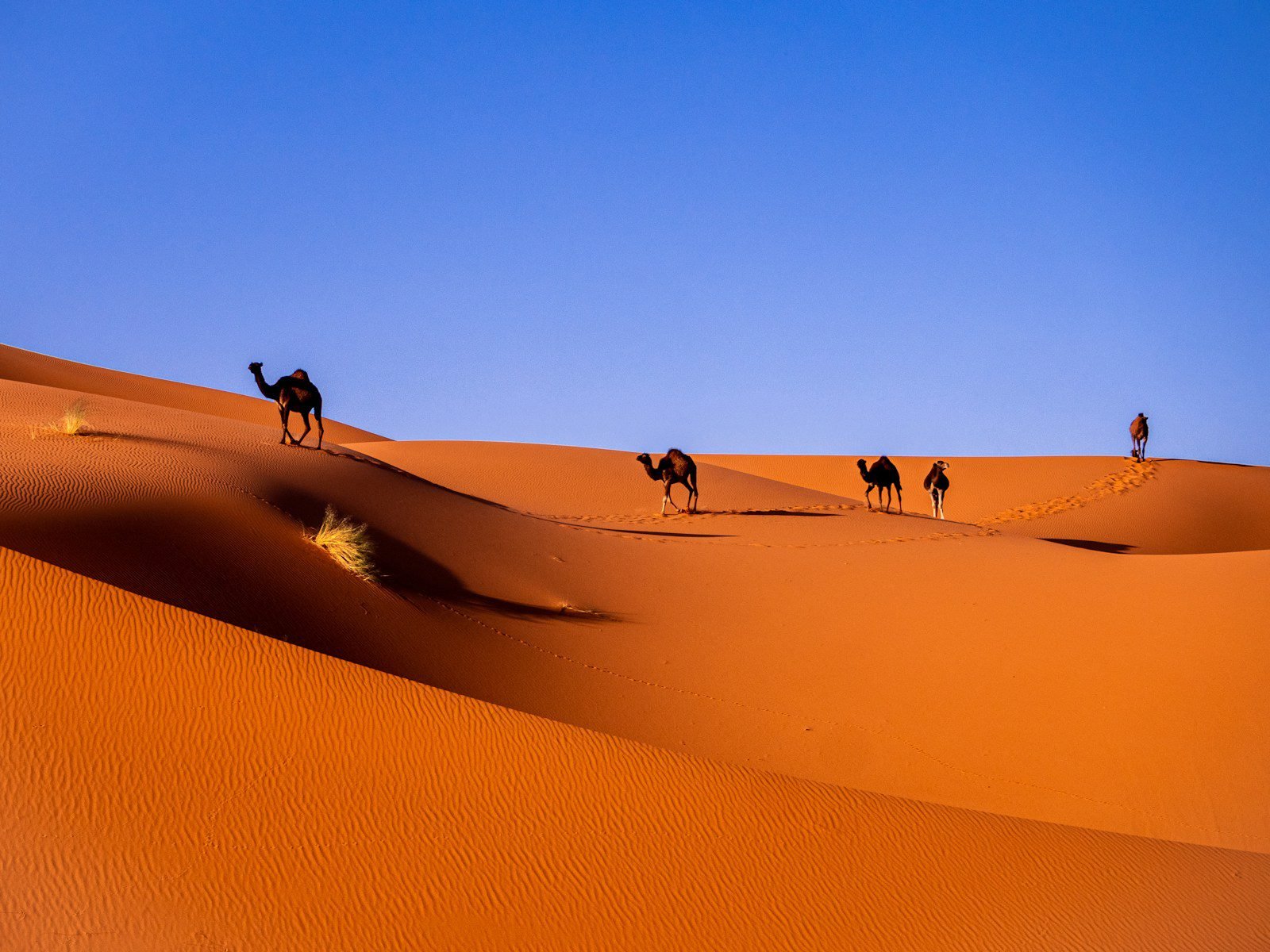 Camel trekking experience in Sahara Desert Morocco