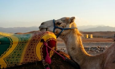 a close up of a camel with a saddle on its back