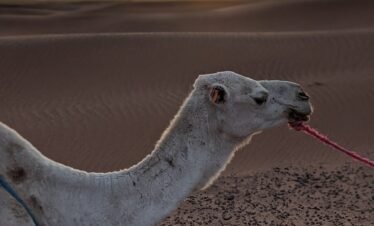 grey camel