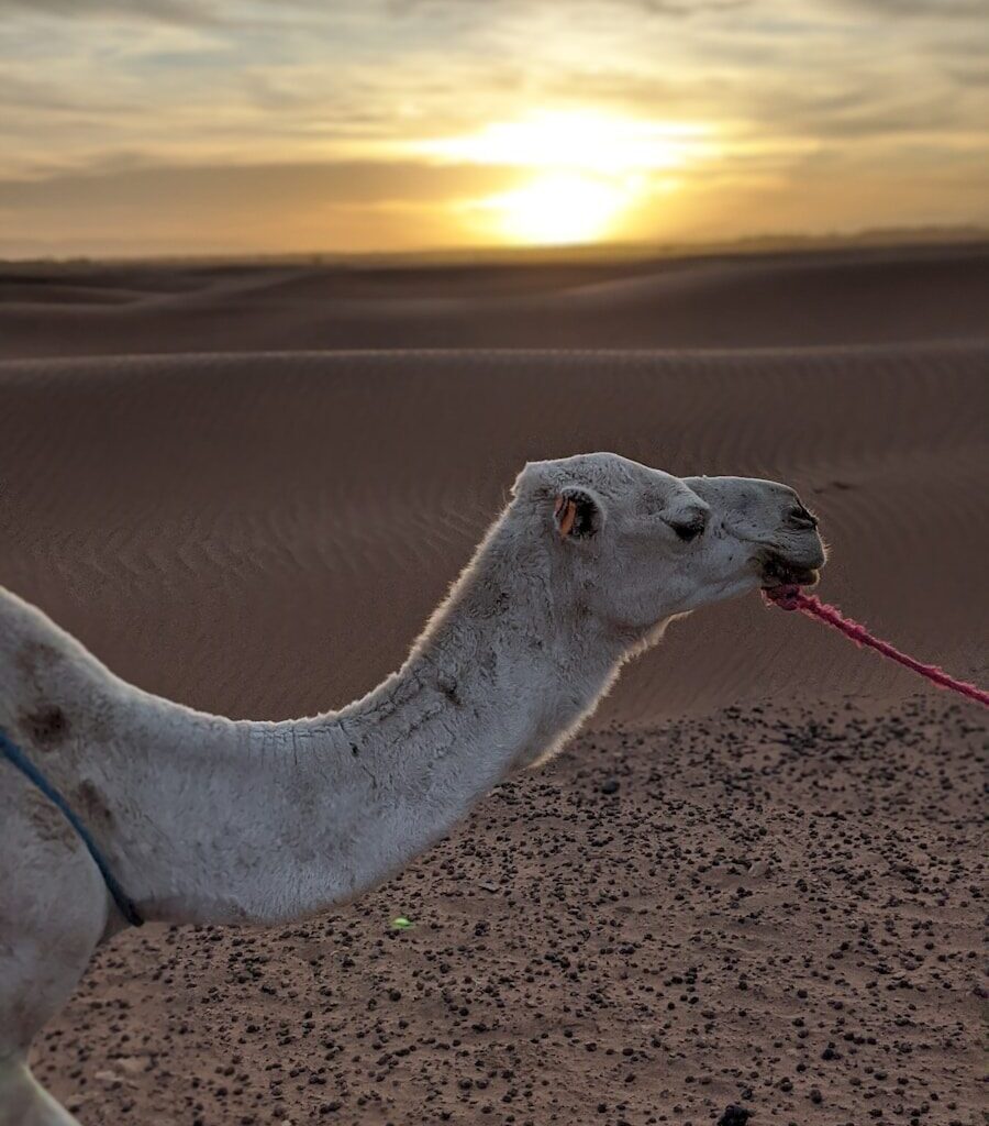 grey camel